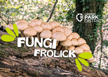 White mushrooms growing on a log